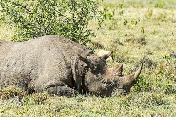 Black Rhinoceros Diceros Bicornis Kenya Africa — Stock Photo, Image