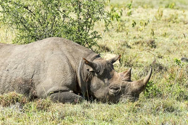 Black Rhinoceros Diceros Bicornis Kenya Africa — стокове фото