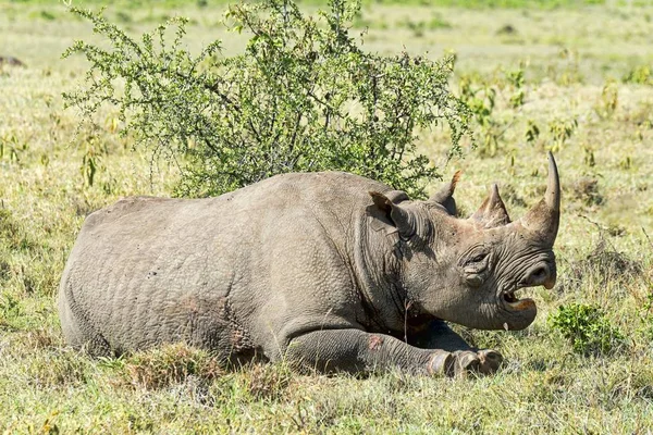 Black Rhinoceros Diceros Bicornis Kenya Africa — стокове фото