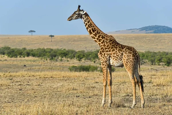 Girafa Giraffa Camelopardalis Reserva Nacional Maasai Mara Quénia África — Fotografia de Stock