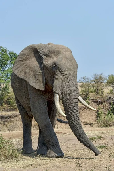 Живописный Вид Симпатичного Слона Дикой Природе — стоковое фото