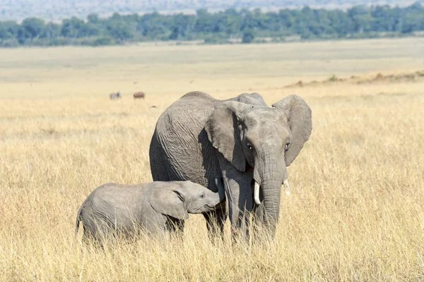 Vista Cênica Elefantes Bonitos Natureza Selvagem — Fotografia de Stock