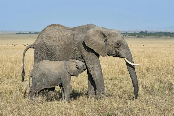 Vista Panoramica Elefanti Carino Natura Selvaggia — Foto Stock