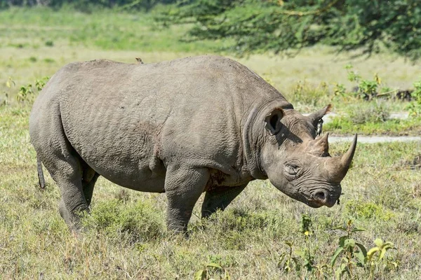 Ρινόκερος Ρινόκερος Γάντζο Diceros Bicornis Κένυα Αφρική — Φωτογραφία Αρχείου