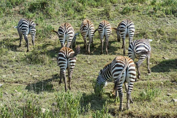 Zebras Equus Quagga Herdenweide Rückansicht Massai Mara Nationalreservat Serengeti Rift — Stockfoto