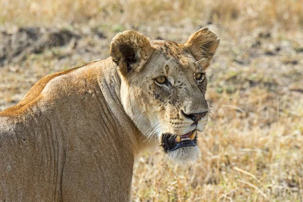 Leão Panthera Leo Leoa Fêmea Adulta Reserva Nacional Maasai Mara — Fotografia de Stock