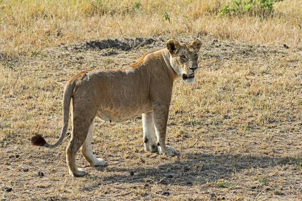 León Panthera Leo Leona Hembra Adulta Reserva Nacional Maasai Mara — Foto de Stock