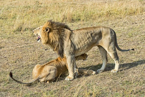 Pair Lions Panthera Leo Willing Mate Maasai Mara National Reserve — 스톡 사진