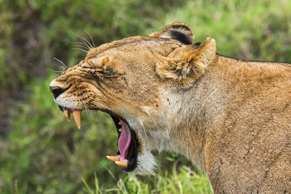 Lioness Panthera Leo Yawning Maasai Mara Kenya Africa — Stock Photo, Image