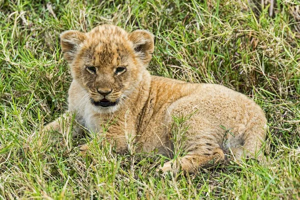Löwenbaby Panthera Leo Maasai Mara Kenya Afrika — Stockfoto