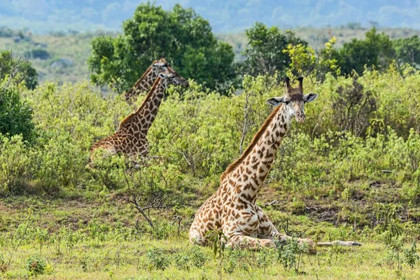 Zürafalar Giraffa Camelopardalis Çalılıklarda Uzanır Arusha Bölgesi Tanzanya Afrika — Stok fotoğraf