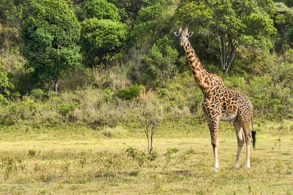Zsiráf Giraffa Camelopardalis Arusha Régió Tanzánia Afrika — Stock Fotó