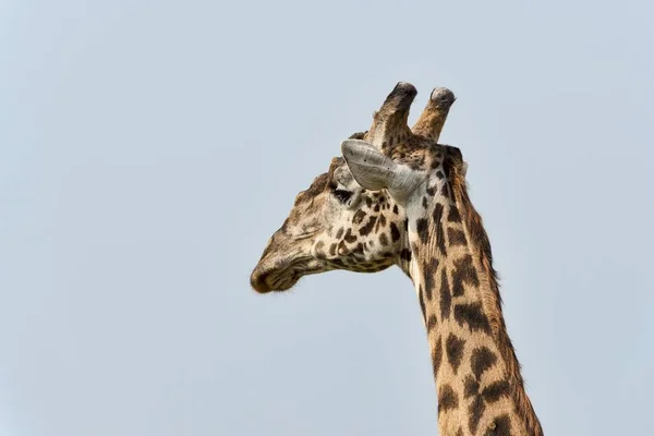 Girafa Giraffa Camelopardalis Retrato Região Arusha Tanzânia África — Fotografia de Stock