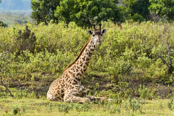 Girafa Giraffa Camelopardalis Região Arusha Tanzânia África — Fotografia de Stock