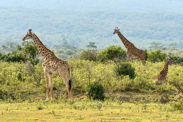 Giraffe Giraffa Camelopardalis Regione Arusha Tanzania Africa — Foto Stock