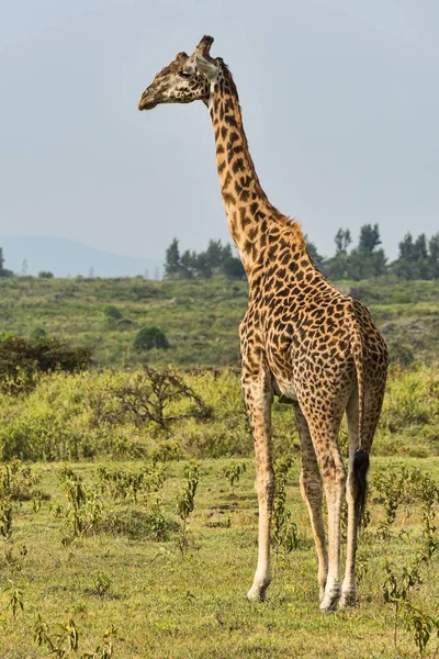 Zsiráf Giraffa Camelopardalis Arusha Régió Tanzánia Afrika — Stock Fotó