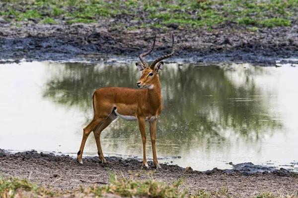 Impala Aepyceros Melampus Bir Birikintisinde Tarangire Tanzanya Afrika — Stok fotoğraf