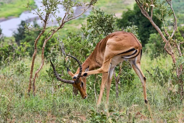 Impala Aepyceros Melampus Tarangire Tanzania Africa — Foto Stock