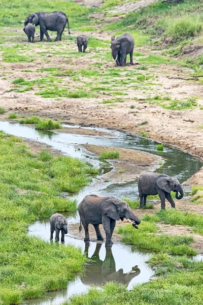 scenic view of cute elephants at wild nature