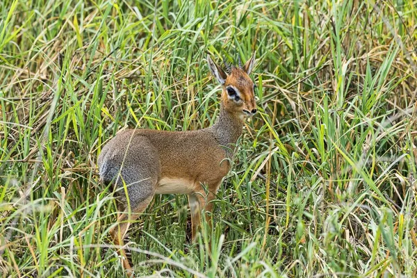 Bonito Chifre Impala Selvagem Natureza — Fotografia de Stock