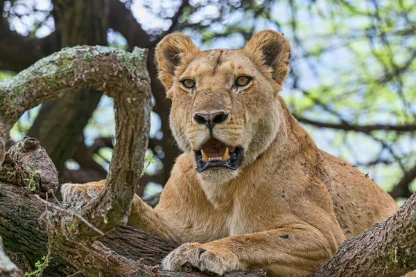 Lioness Panthera Leo Tree Tanzania Africa — Stock Photo, Image