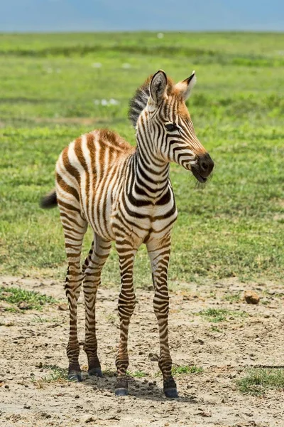 Potro Zebra Zebra Equus Quagga Cratera Ngorongoro Tanzânia África — Fotografia de Stock