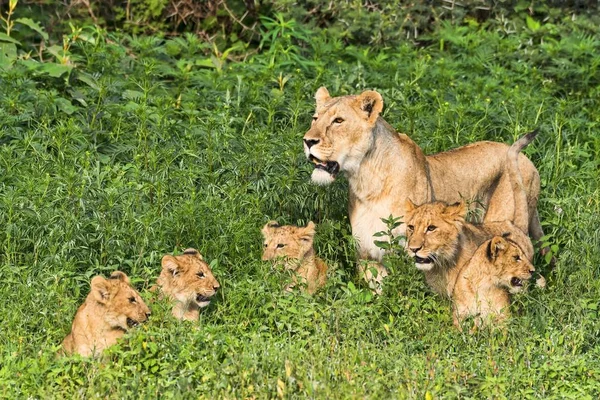 Dişi Aslan Panthera Leo Yavruları Ngorongoro Krateri Tanzanya Afrika — Stok fotoğraf