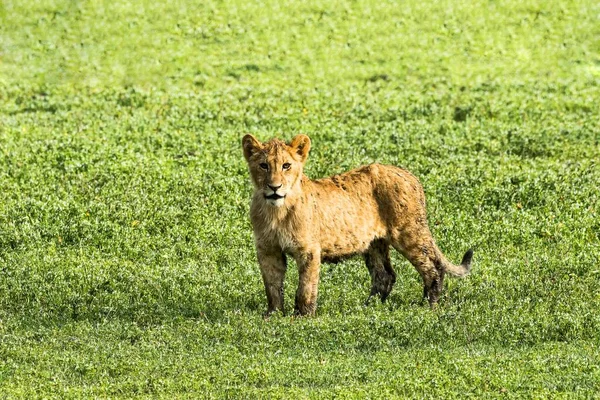 León Panthera Leo Cachorro Cráter Ngorongoro Tanzania África — Foto de Stock