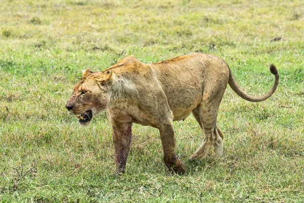 Leona Montada Mosca Panthera Leo Cráter Ngorongoro Tanzania África —  Fotos de Stock