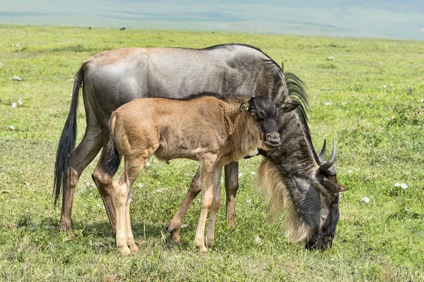 Błękitna Wildebeest Connochaetes Taurinus Krowa Cielęciem Krater Ngorongoro Tanzania Afryka — Zdjęcie stockowe