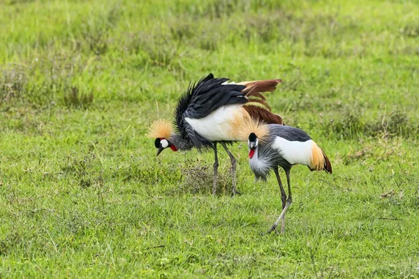 Żurawie Szare Koronowane Balearica Regulorum Ngorongoro Tanzania Afryka — Zdjęcie stockowe