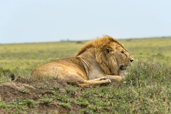 Lion Panthera Leo Serengeti Tanzania Africa — Stock Photo, Image