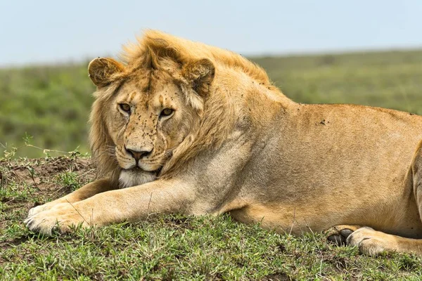 Lion Panthera Leo Serengeti Tanzania Africa — 스톡 사진
