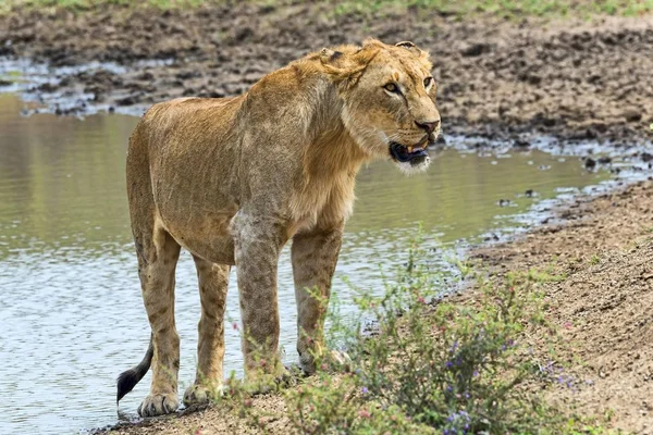 Lionne Panthera Leo Sur Eau Serengeti Tanzanie Afrique — Photo