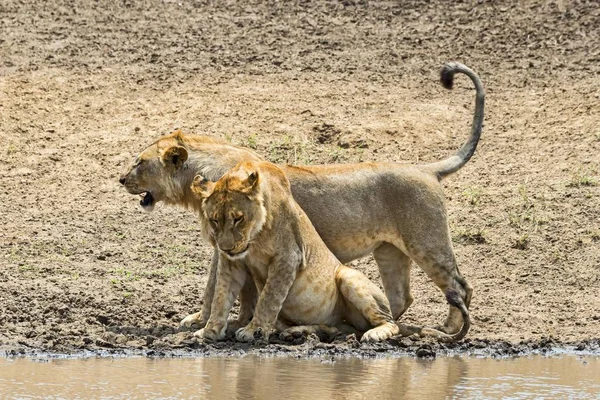 Dos Leones Panthera Leo Agua Serengeti Tanzania África — Foto de Stock