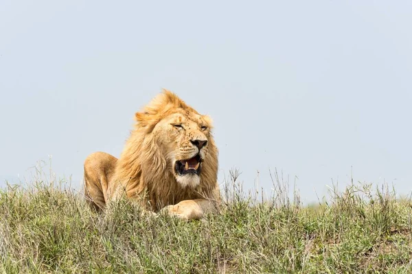 Lev Panthera Leo Serengeti Tanzanie Afrika — Stock fotografie