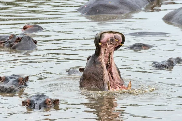 Flodhäst Hippopotamus Amphibius Serengeti Tanzania Afrika — Stockfoto