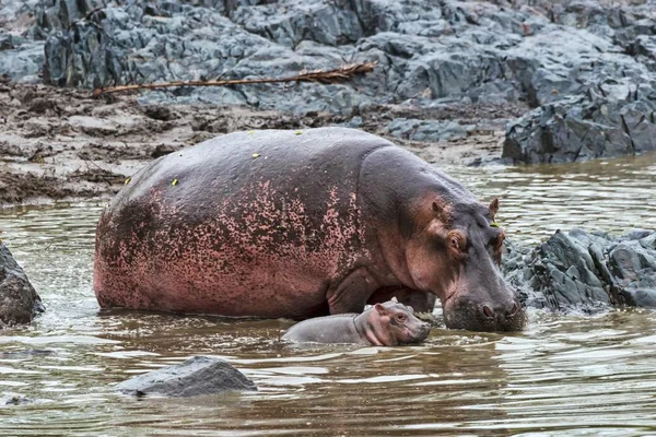 Гиппопотамус Hippopotamus Amphibius Корова Молодняком Серенгети Танзания Африка — стоковое фото