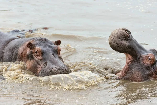Aygırları Hippopotamus Amfibi Serengeti Tanzanya Afrika — Stok fotoğraf