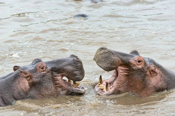 Hroši Hippopotamus Amphibius Serengeti Tanzanie Afrika — Stock fotografie