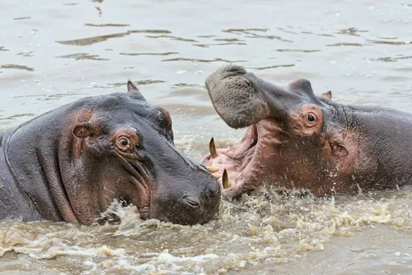 Hroši Hippopotamus Amphibius Serengeti Tanzanie Afrika — Stock fotografie