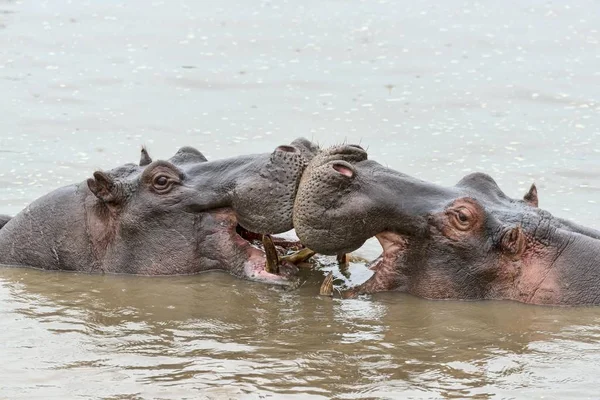 Hippos Hippopotamus Amphibius Serengeti Tanzânia África — Fotografia de Stock