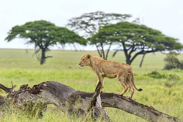 Löwe Panthera Leo Auf Morschem Baum Serengeti Tansania Afrika — Stockfoto