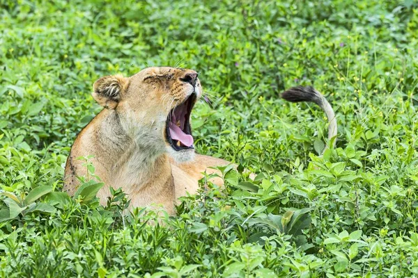 Leona Montada Mosca Panthera Leo Ndutu Tanzania África — Foto de Stock