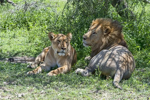 Lions Panthera Leo Male Female Resting Shade Ndutu Tanzania Africa — 스톡 사진