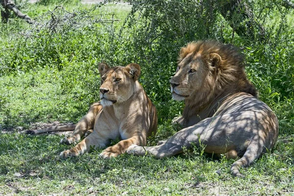 Leones Panthera Leo Hombres Mujeres Descansando Sombra Ndutu Tanzania África — Foto de Stock
