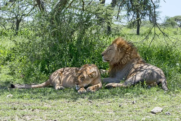 Leones Panthera Leo Hombres Mujeres Descansando Sombra Ndutu Tanzania África — Foto de Stock