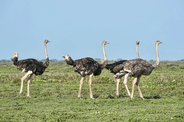 Ostriches Struthio Camelus Birds Serengeti Tanzania Africa — 图库照片