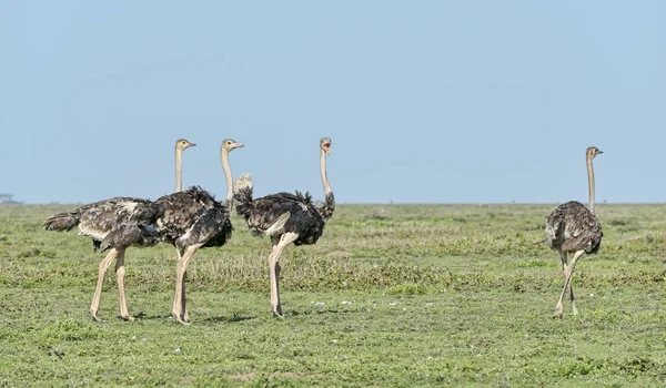 Ostriches Birds Struthio Camelus Serengeti Tanzania Africa — 图库照片