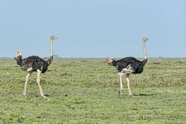 Strusie Strusie Struthio Camelus Birds Serengeti Tanzania Afryka — Zdjęcie stockowe